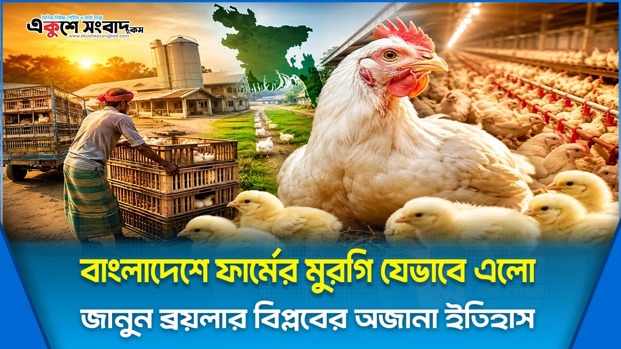  বাংলাদেশে ফার্মের মুরগি যেভাবে এলো, জানুন ব্রয়লার বিপ্লবের অজানা ইতিহাস