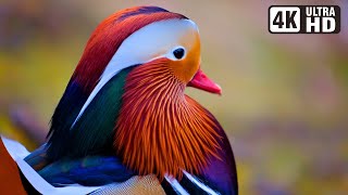 Most Exotic Birds | Relaxing Bird Sounds | Breathtaking & Soothing Nature | Stress Relief Sounds