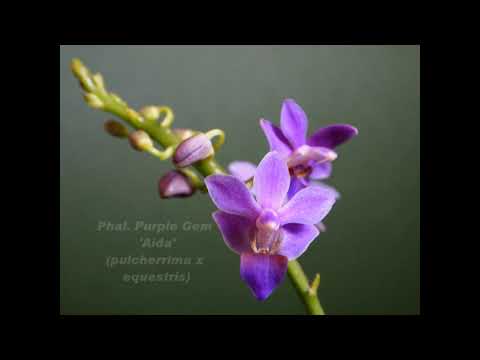 Blooms September 2019 - Phal pulcherrima offspring galore