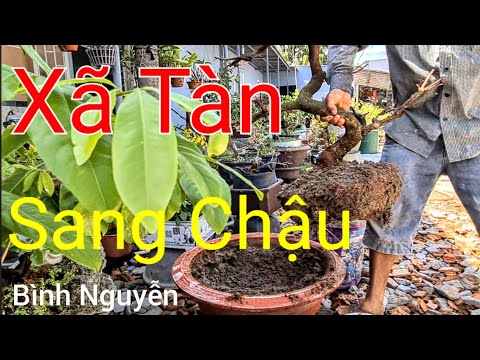 Cách Xã Tàn Sang Chậu Cho Cây Mai Sau Tết Hiệu Quả Nhất