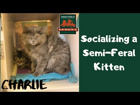 Cat Tip Tuesday: Socializing a Semi-Feral Kitten