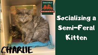 Cat Tip Tuesday: Socializing a Semi-Feral Kitten