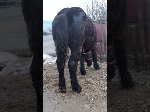 cai lui Mircea din salsig