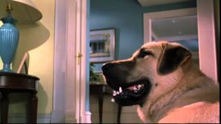 Cats & Dogs (2001) Video