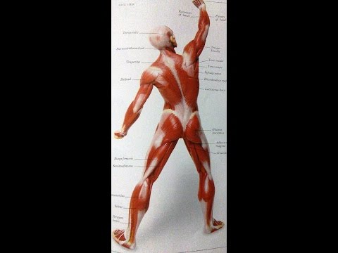 Muscles Disorders In Children