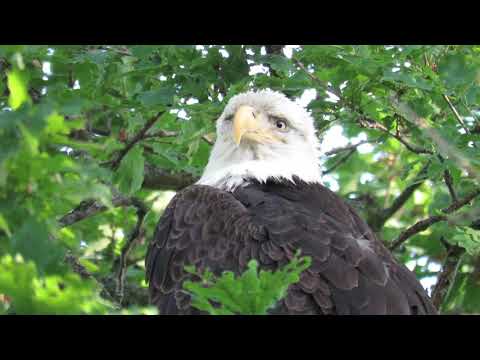 Yawn from a sleepy bald eagle