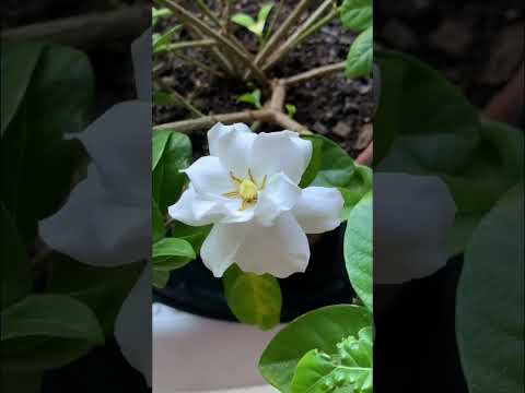 , title : 'Growing Gardenia Veitchii Indoor 🪴 Blooms🌼'