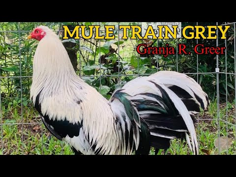 Mule Train Grey Lacy Roundhead Cowan Kelso Albany Sweater Claret Beautiful Birds Granja R Greer