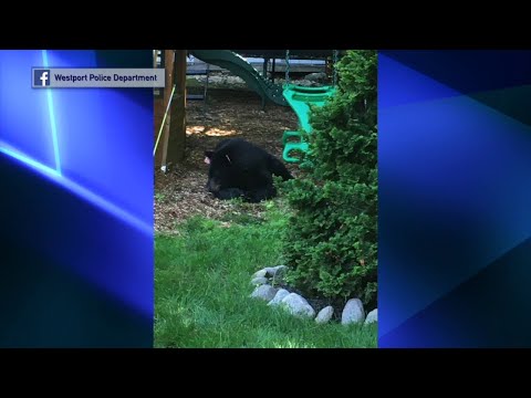 CT Westport Multiple Black Bear Sightings