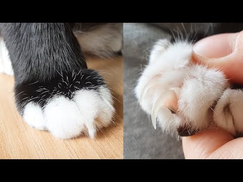 Cat's Paw and Claw (Close Up)