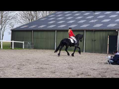 Stal Okkema's Appie - Thorben x Onne - star stallion - 2016 - for sale