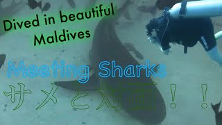 SHARK DIVE in Maldives 2024 サメと泳ぐスキューバダイビング！