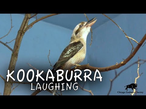 Kookaburra Laughing