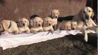 Nutella's Rayburn Journey