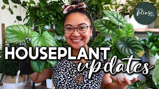 Plant Growth Updates! (How to Notch your Ficus l Houseplant Updates)