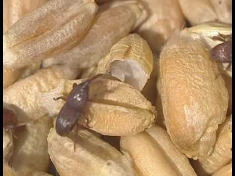 Rimedi efficaci da tutti i parassiti Helminth in un occhio