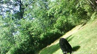 Curious Bears