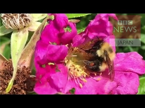 気候変動によりマルハナバチが絶滅しつつある