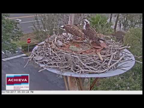 Achieva Osprey Cam ~ Mister Gets Aggressive With Missy Once Again, Feb 18, 2017