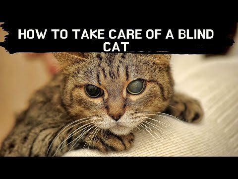 How to take care of a blind cat Updated 2021 || Blind cat care || Blind cat eyes