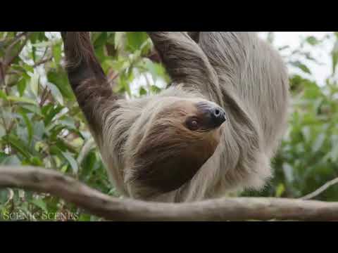 amajan jangala 2022 new video