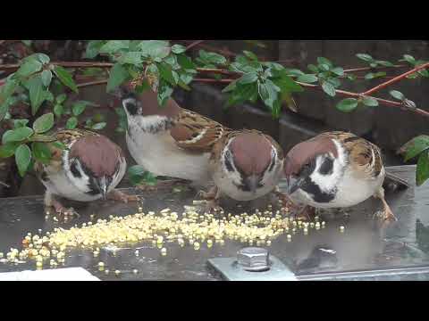 餌を貰いに来るすずめ達 20220111pm 2（雨の日行き道）