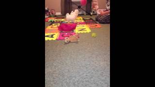 Lady & Dez~ 12 weeks