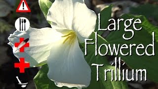Large Flowered Trillium: Edible, Medicinal, Cautions & Other Uses