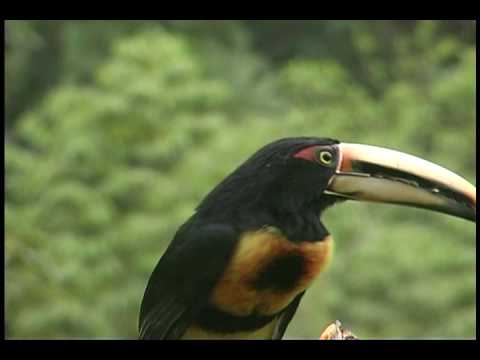 VIDEOS DE AVES DE COLOMBIA (proaves Colombia)