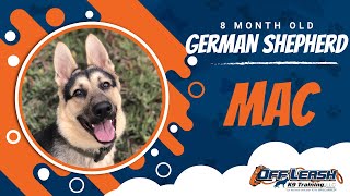 Download Lagu Best German Shepherd Dog Training | Central Coast, CA | Mac Thumbnail