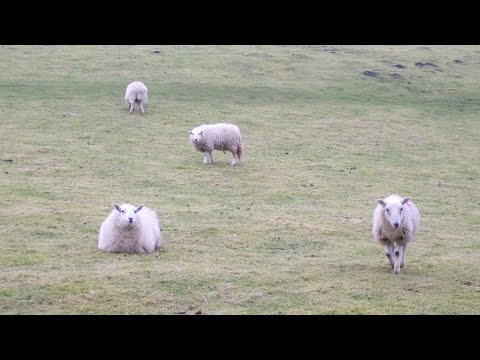 Long Mynd Country Walk Scenery - Shropshire Walks - Tour England Walking Holidays UK