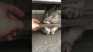 雨宿り猫ちゃん #Shorts