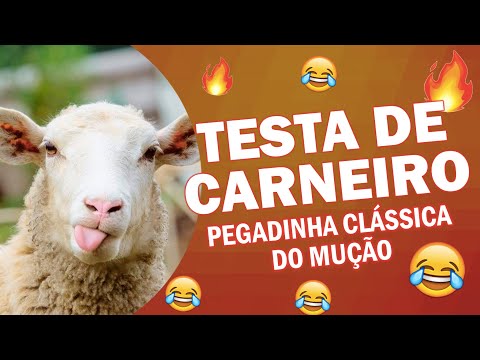 TESTA DE CARNEIRO - Pegadinha Clássica do Mução