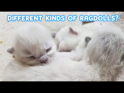 DIFFERENT COLORS AND PATTERNS OF RAGDOLL CATS / Guess which we will have! / Animal Cuteness Overload