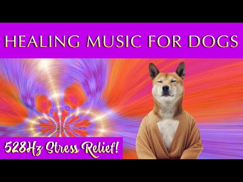 Healing Music for Dogs and Humans 🐾  528Hz Relaxation and Stress Relief