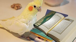ПОПУГАЙ ЧИТАЕТ КОРАН! ЧУДЕСА АЛЛАХА ЧУДЕСА КОРАНА!