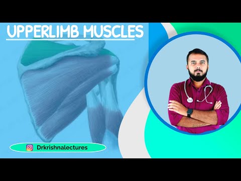 MUSCLES OF FOREARM PART 2