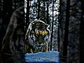 Lion Tiger Wolf Attitude Status Whatsapp Status Shorts Viral Motivational