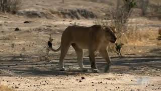 Surviving the Drought- Wildlife Documentary -HD