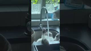 Download lagu kucing kaget kesiram air #kucing#kucingimut #hewanunik mp3 Download lagu kucing kaget kesiram air #kucing#kucingimut #hewanunik mp3