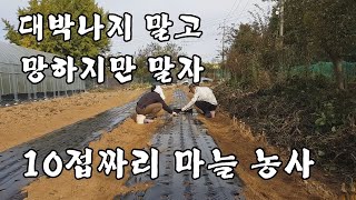 대박나지 말고 망하지도 말자/10접 마늘 농사