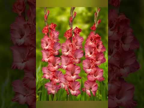 Manohara na hrudhayamune