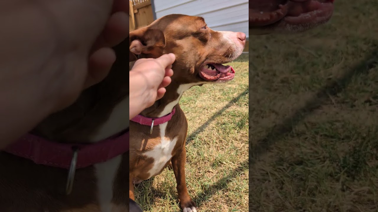 Enlarge Grace, a Adoptable mixed breed in Nowata, OK video 6/6