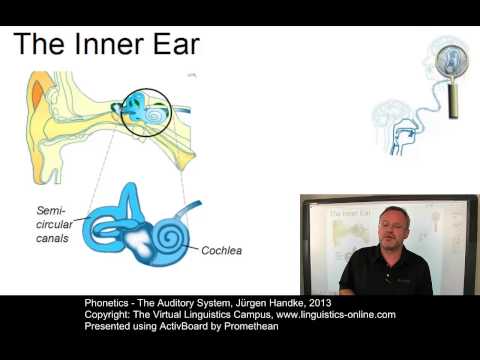 PHO131 - The Auditory System