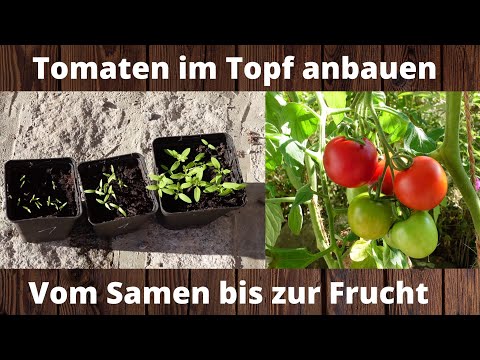 Tomate im Topf anbauen |  Vom Samen bis zur Frucht