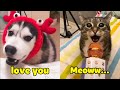 Try Not To Laugh Cats And Dogs Can Speak English