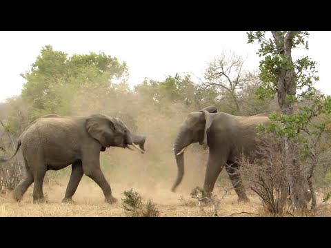 Sudafrica, ecco come combattono gli elefanti: chi vince si assicura il territorio