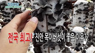 전국 최고 재배 생산량! 진안 목이버섯이 더 좋은 이유?? [시골농부 천하대감]