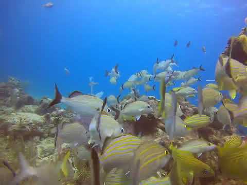 Swimming With the French Grunts