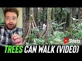 Trees Chal Rahey Hai Video Shorts